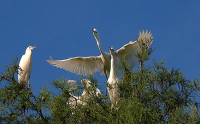 [Four all-white herons are perched atop an evergreen tree. One bird has its wings and head completely outstretched as it just departed the branch .]